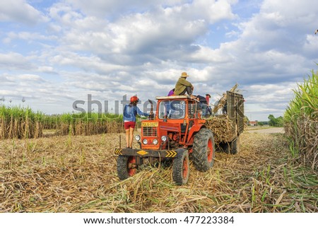 TAY NINH, VIETNAM - NOV 25, 2014:Sugar cane harvest in Tay Ninh, Vietnam