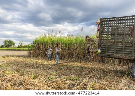 TAY NINH, VIETNAM - NOV 25, 2014: Workers havesting sugar cane on field at Tay Ninh, Vietnam.