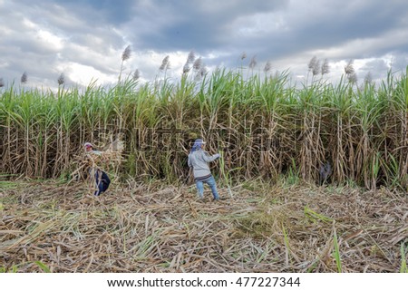 TAY NINH, VIETNAM - NOV 25, 2014: Workers havesting sugar cane on field at Tay Ninh, Vietnam.