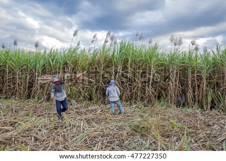 TAY NINH, VIETNAM - NOV 25, 2014: Workers havesting sugar cane on field at Tay Ninh, Vietnam.