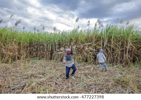 TAY NINH, VIETNAM - NOV 25, 2014: Workers havesting sugar cane on field at Tay Ninh, Vietnam.