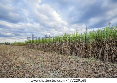 Sugar cane with blue sky at Tay Ninh, Vietnam