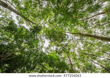 Top of rubber tree and rubber leaf and rubber plantation tree background at Tay Ninh, Vietnam.