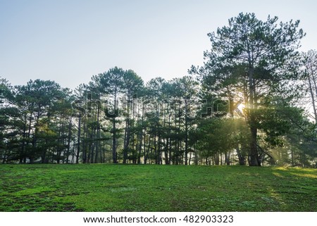 Nature at Suoi Vang lake, Dalat countryside, Vietnam, amazing wide grass in yellow morning, lake among pine forest, mountain far away, pine tree, wonderful scene for Da Lat, Viet Nam travel