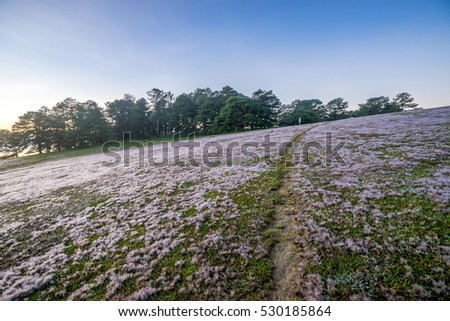 November, pink grass at Suoi Vang lake, Da Lat, Vietnam.