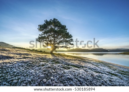 November, pink grass at Suoi Vang lake, Da Lat, Vietnam.