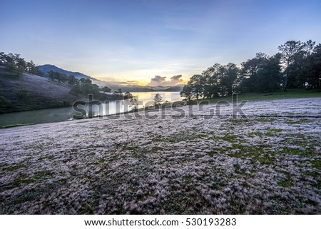 November, pink grass at Suoi Vang lake, Da Lat, Vietnam.