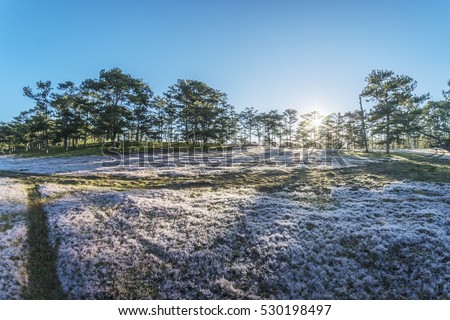 November, pink grass at Suoi Vang lake, Da Lat, Vietnam.