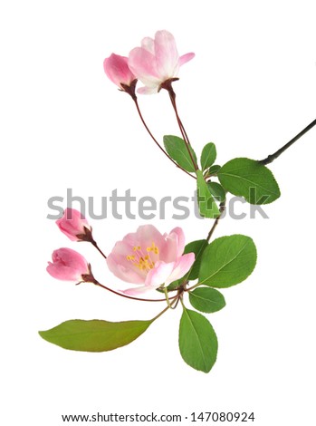 peach flowers on a white background