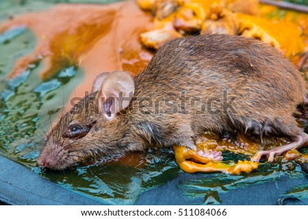 Glue Mousetrap Rats On Rat Glue Stock Photo (Royalty Free) 511084066 ...