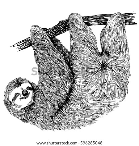 Sloth Stock Images, Royalty-Free Images & Vectors | Shutterstock