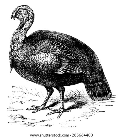turkey vintage engraved illustration natural history stock vector