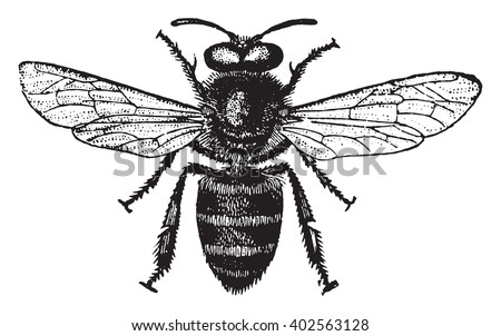 Honey bee, vintage engraved illustration. Industrial encyclopedia E.-O. Lami - 1875.