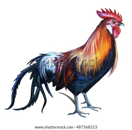 Fowl Stock Images, Royalty-Free Images & Vectors | Shutterstock