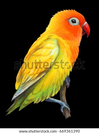 Lovebirds Drawing Stock Images, Royalty-Free Images & Vectors