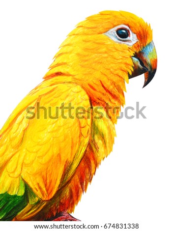 Brazilian Parrot Drawing Stock Images, Royalty-Free Images & Vectors ...