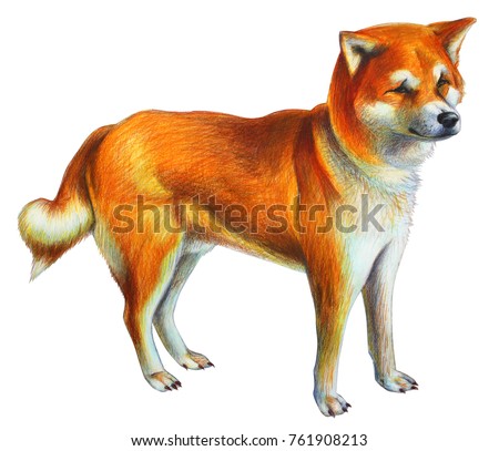 Orange Dog Realistic Drawing Akita Inu Stock Illustration 761908213