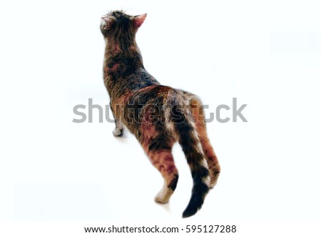  Cat  Front Back Stock Images Royalty Free Images Vectors 