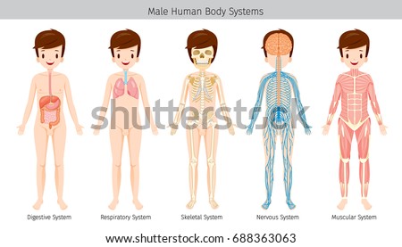 Human Chest Stock Images, Royalty-Free Images & Vectors | Shutterstock