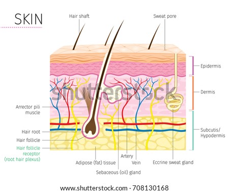 Anatomy Stock Images, Royalty-Free Images & Vectors | Shutterstock