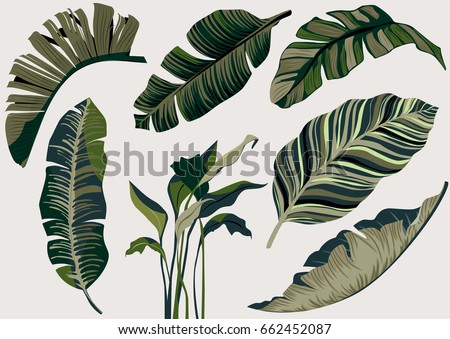 banana leaf vector set.