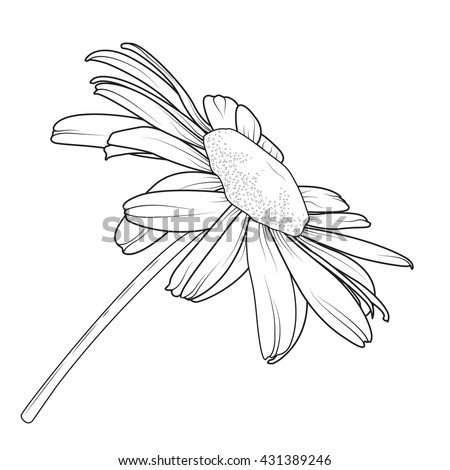 Isolated Daisy Chamomile Flower Side View Stock Vector 431389246