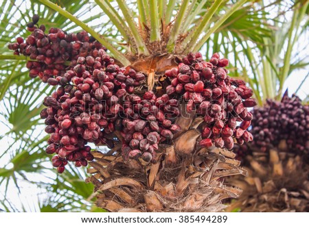 Pam Oil Tree Grow Stock Photo 385494289 - Shutterstock