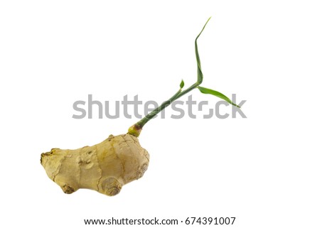 Ginger Plant Stock Images, Royalty-Free Images & Vectors | Shutterstock