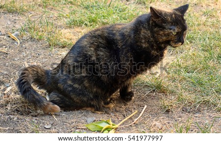 Female Cat Peeing Outside Of The Litter Box Female Cat Peeing Outside Of The Litter Box