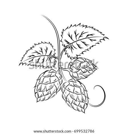 Hops Line Design Hops Icon Vector Stock Vector 699532786 - Shutterstock