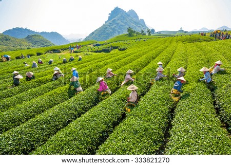 Mocchau highland, Vietnam: Farmers colectting tea leaves in a field of green tea hill on Oct 25, 2015. Tea is a traditional drink in Asia