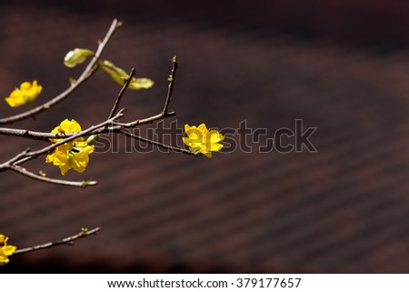 Apricot blooms in Lunar new year