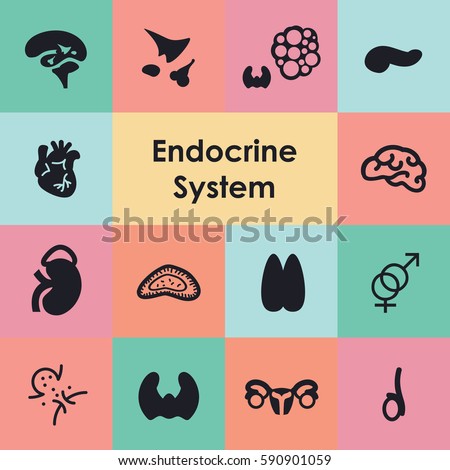 Vector Illustration Endocrine System Icons Set Stock Vector 590901059 ...