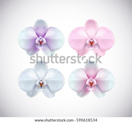 Beautiful white, pink, purple and blue Orchid set flower closeup isolated on background. Collection