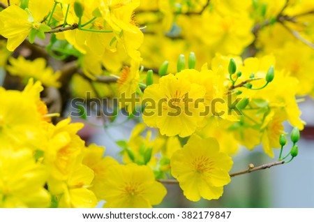 Macro a ochna integerrima integerrima branch, the flowers of traditional Vietnamese new year