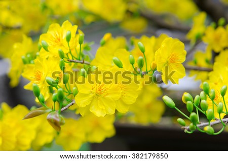Macro a ochna integerrima integerrima branch, the flowers of traditional Vietnamese new year
