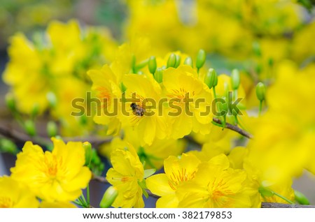 Macro a ochna integerrima integerrima branch, the flowers of traditional Vietnamese new year