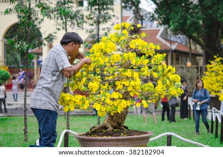 HO CHI MINH CITY, VIETNAM- FEB 8, 2016 : A man trim apricot flowers at Tao Dan park, Ho Chi Minh city, Vietnam. Feb 8, 2016