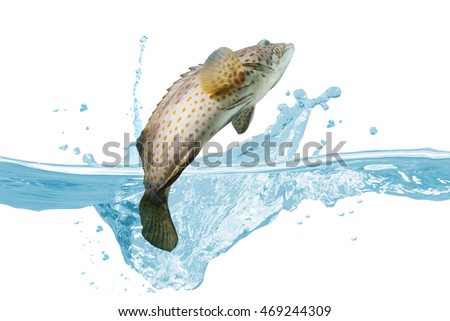 https://thumb1.shutterstock.com/display_pic_with_logo/3554492/469244309/stock-photo-grouper-fish-jumping-from-ocean-water-splash-water-and-cod-fish-469244309.jpg
