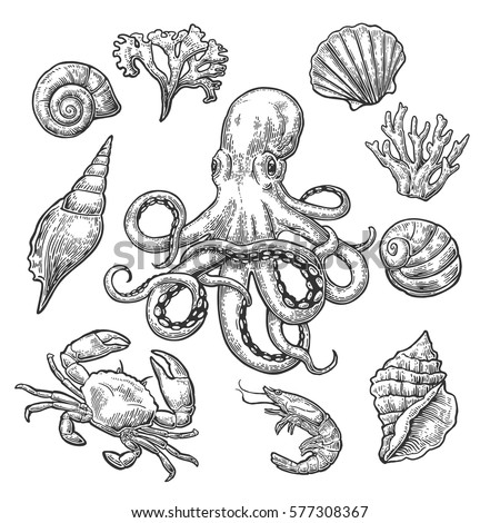 Set sea shell, coral, crab, shrimp and octopus. Vector black engraving vintage illustrations. Isolated on white background.