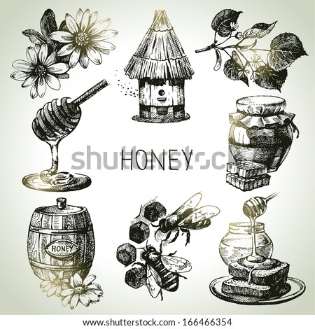 Honey set. Hand drawn vintage illustrations