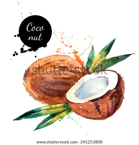Hand drawn watercolor painting on white background. Vector illustration of fruit coconut