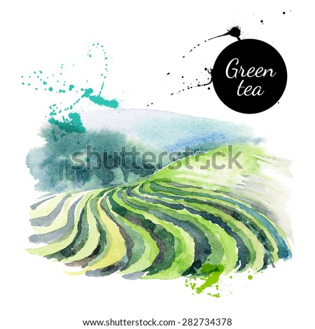Watercolor hand drawn painted tea vector illustration. Menu design