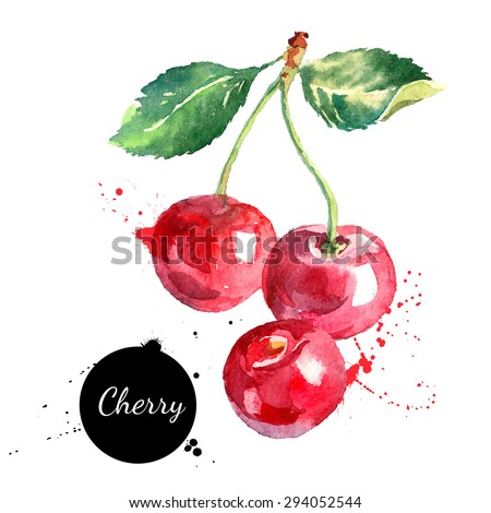Hand drawn watercolor painting cherry on white background. Vector illustration of berries