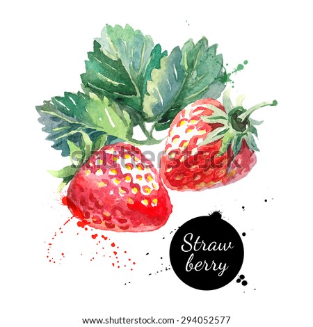 Hand drawn watercolor painting strawberry on white background. Vector illustration of berries