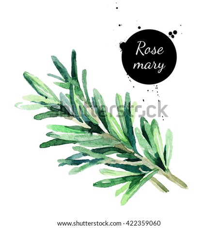 Rosemary Stock Images, Royalty-Free Images & Vectors | Shutterstock