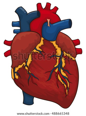 Human Heart Muscle Gross Anatomy Vector Stock Vector 553042819 ...