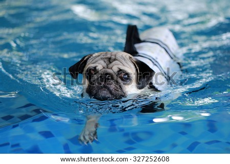 pug jacket swimming swimming stock images royalty free images vectors pug jacket swimming swimming stock images royalty free images vectors
