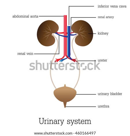 Urinary System Stock Images, Royalty-Free Images & Vectors | Shutterstock