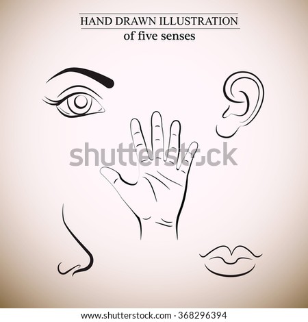 stock vector hand drawn illustration of human senses made in line vector style template for business card and 368296394